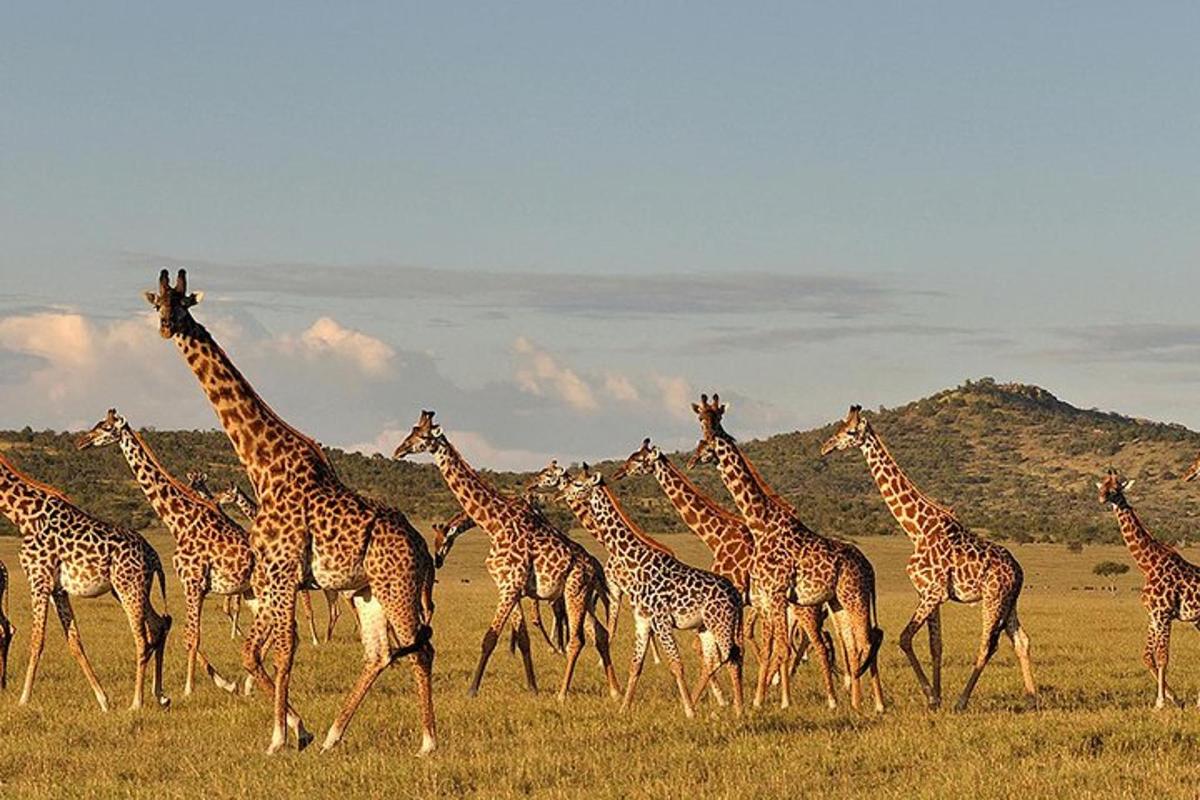 en flock giraffer som går i ett fält