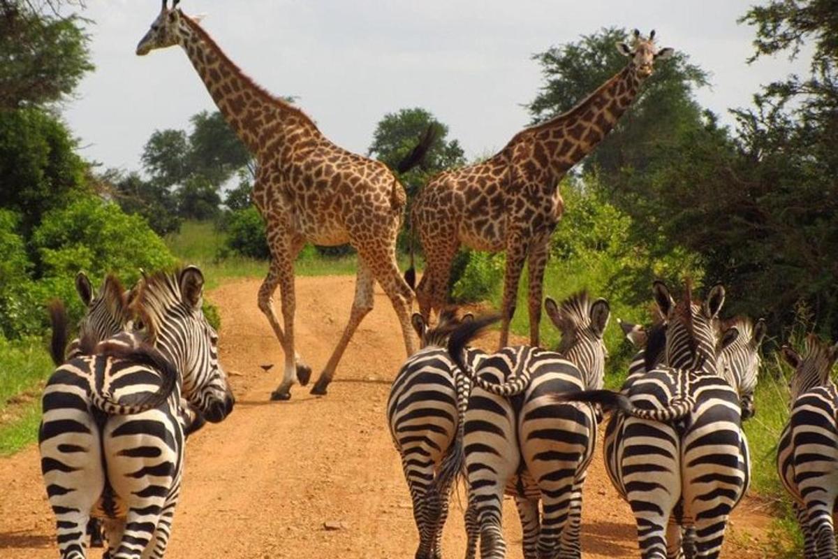 Un grupo de cebras y jirafas cruzando un camino de tierra