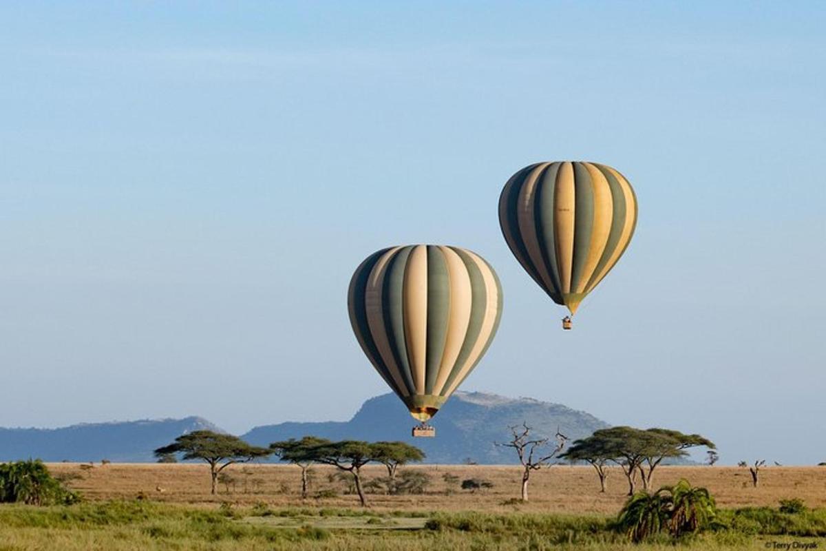 zwei Heißluftballons fliegen in den Himmel über einem Feld