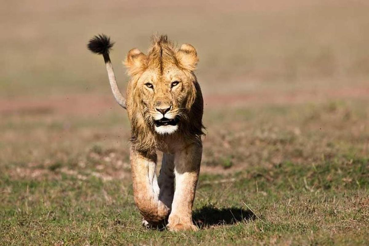 um leão caminhando por um campo de grama