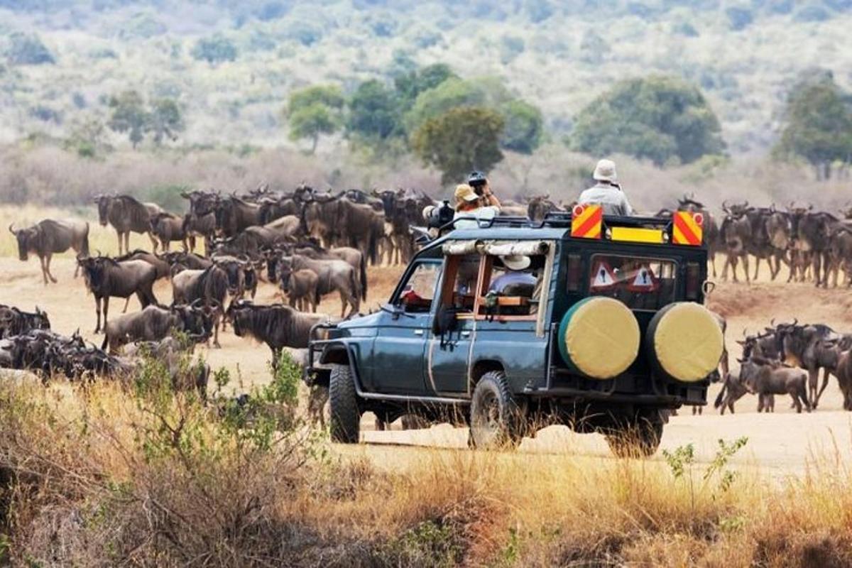 un gruppo di persone in una jeep con una mandria di animali