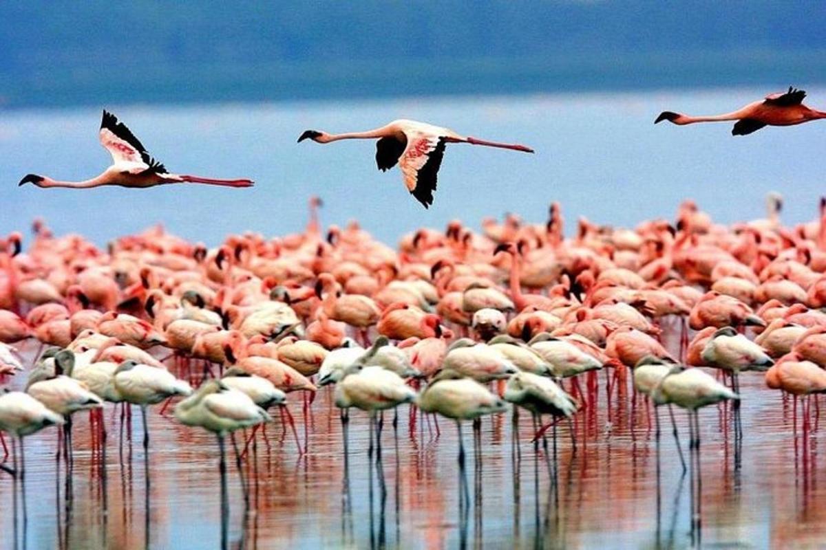 Una bandada de flamencos rosados de pie en el agua