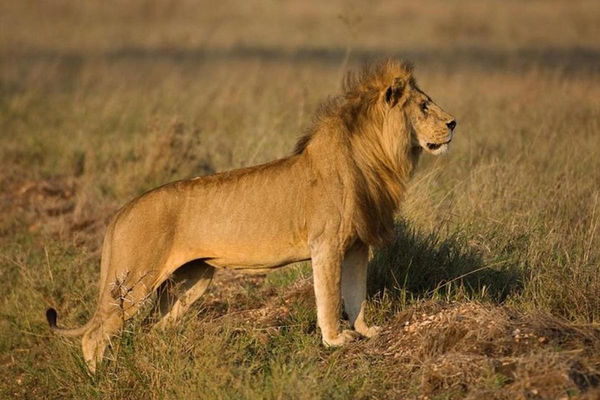 un leone in piedi in un campo di erba alta