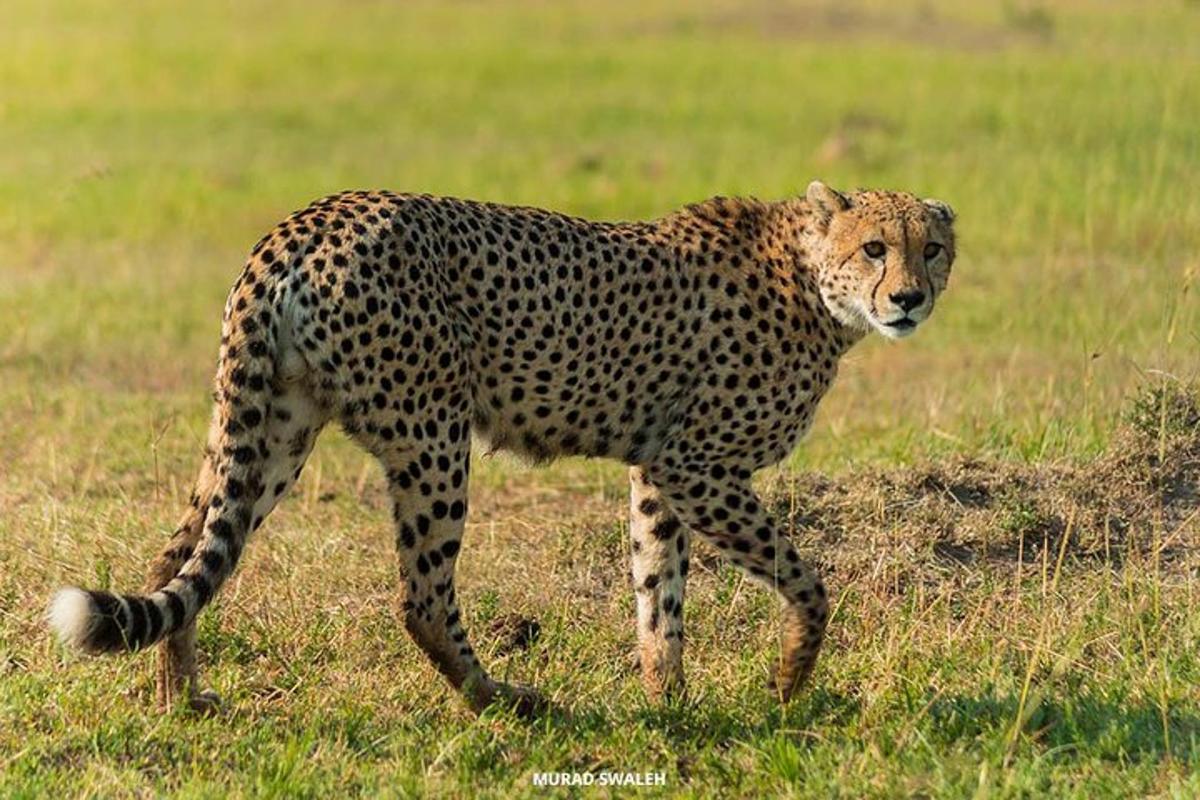 a cheetah walking in a field of grass