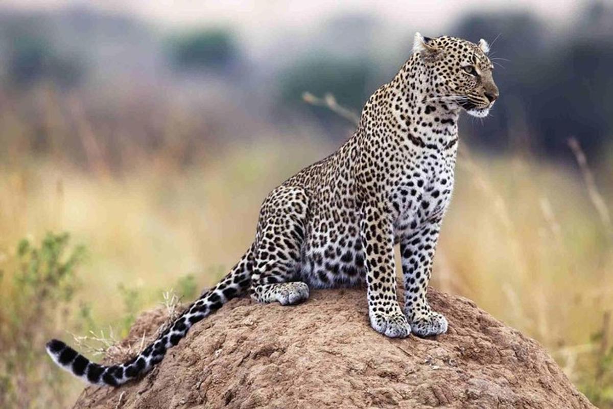 a leopard sitting on top of a rock