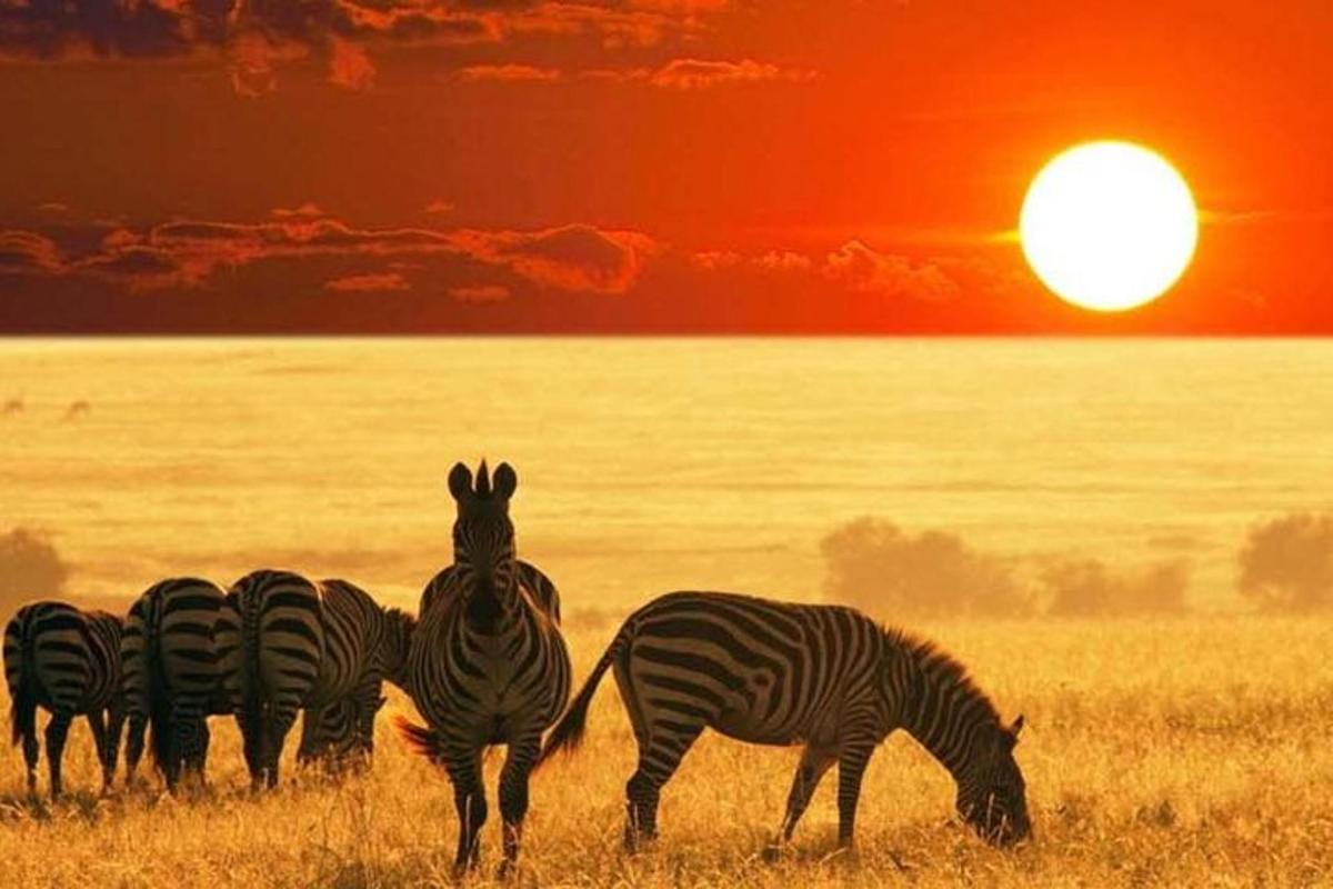 un gruppo di zebre al pascolo in un campo al tramonto