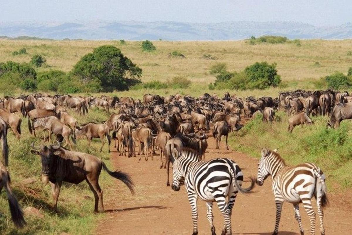 egy zebra és más állatok csordája kel át egy földúton
