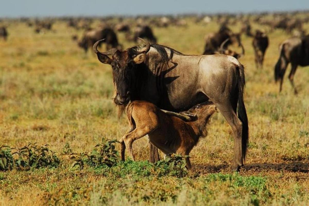 un bufalo e un cucciolo in un campo