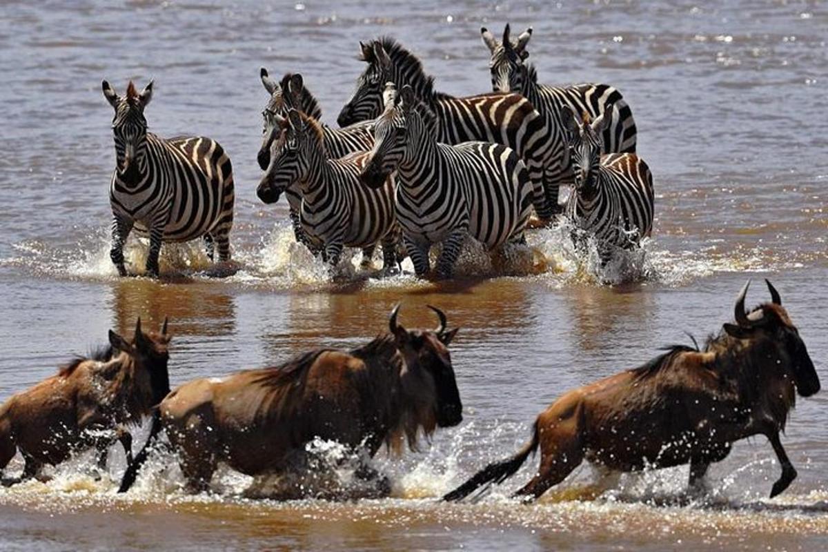 en flok zebraer og zebraer løber gennem vandet