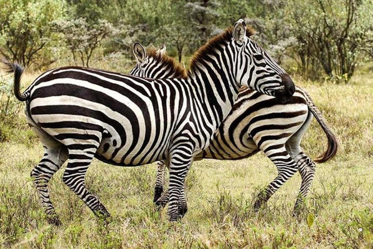 két zebra áll egymás mellett egy mezőn