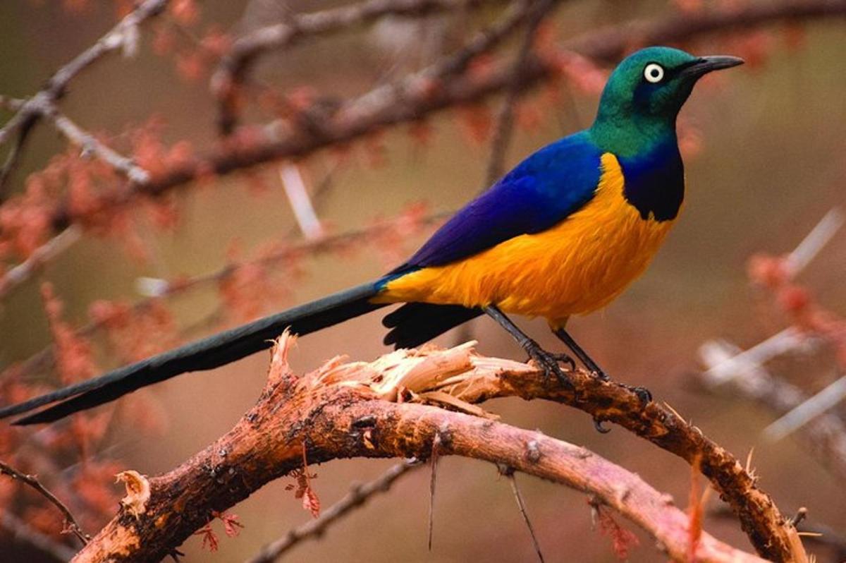 un ocell acolorit posat a la part superior d'una branca d'arbre