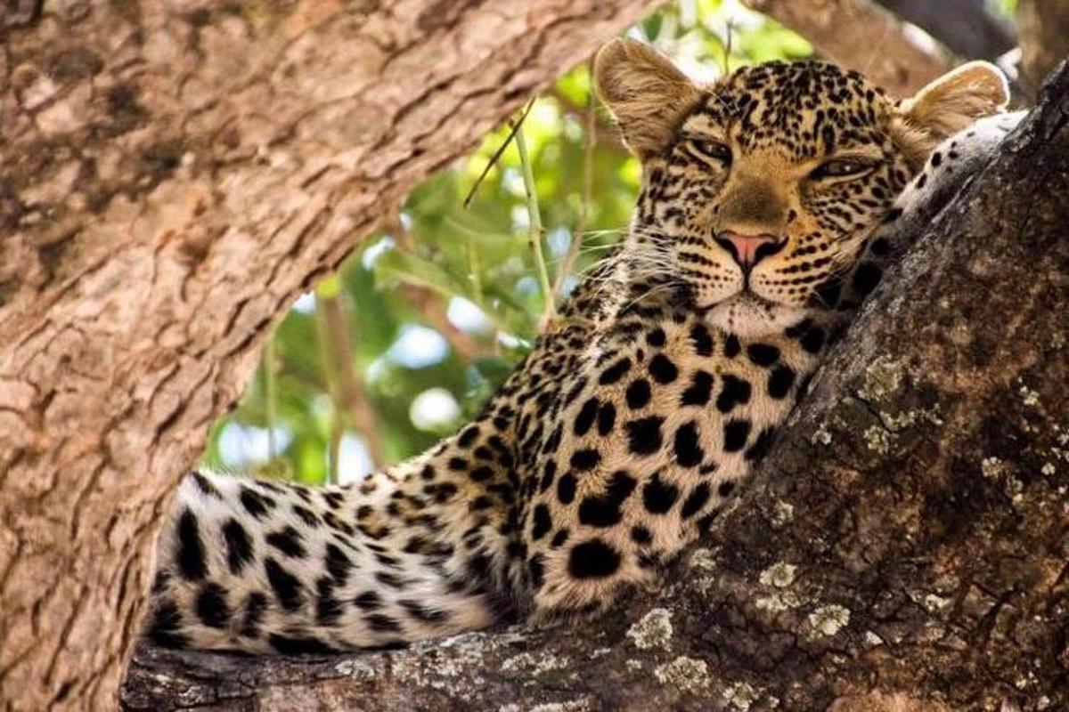 a leopard is sitting in a tree