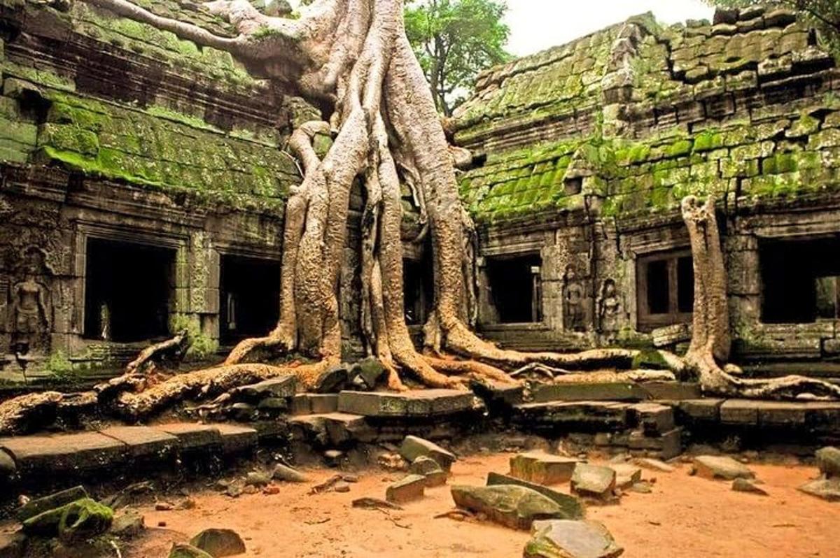 sekelompok pohon yang tumbuh di sisi bangunan