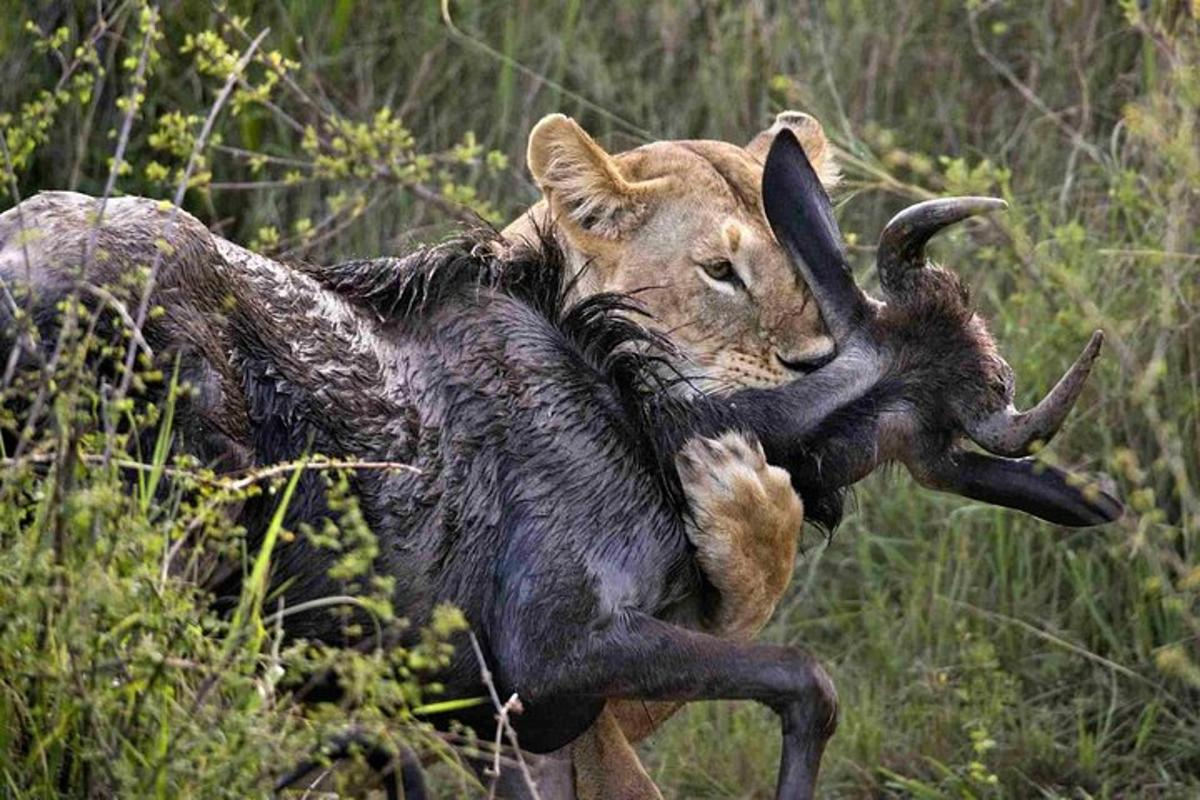 um leão está brincando com um animal morto