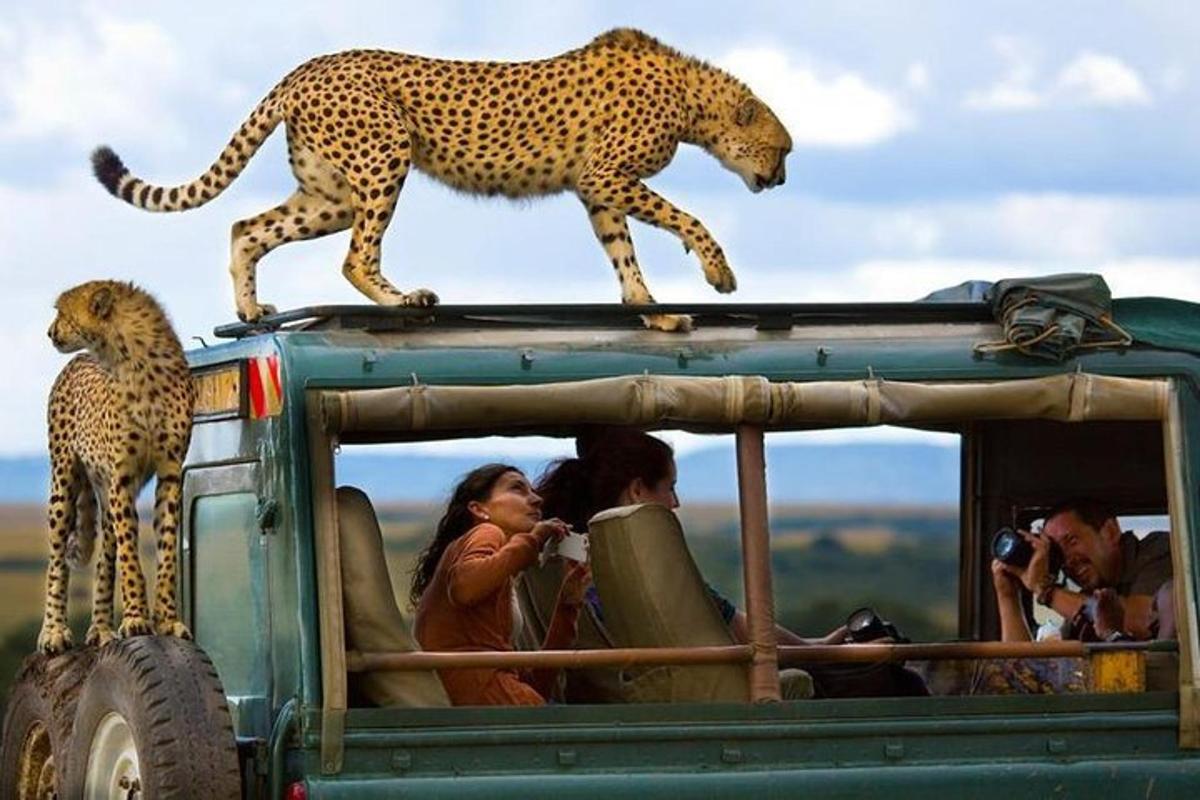a cheetah walking on the top of a vehicle with people