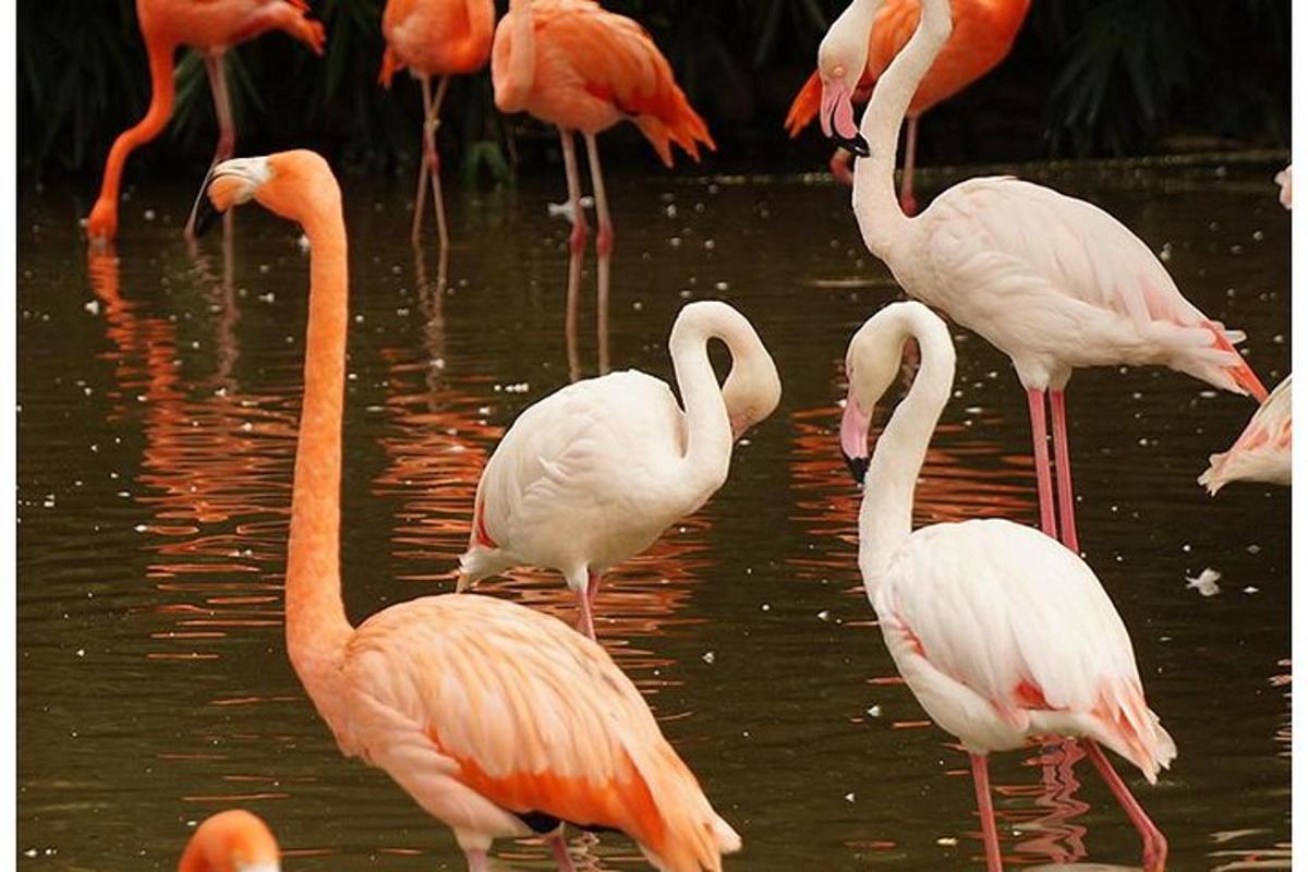 um grupo de flamingos parados na água