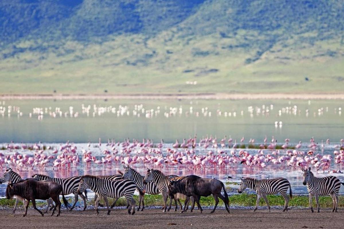 uma manada de zebras e flamingos na água