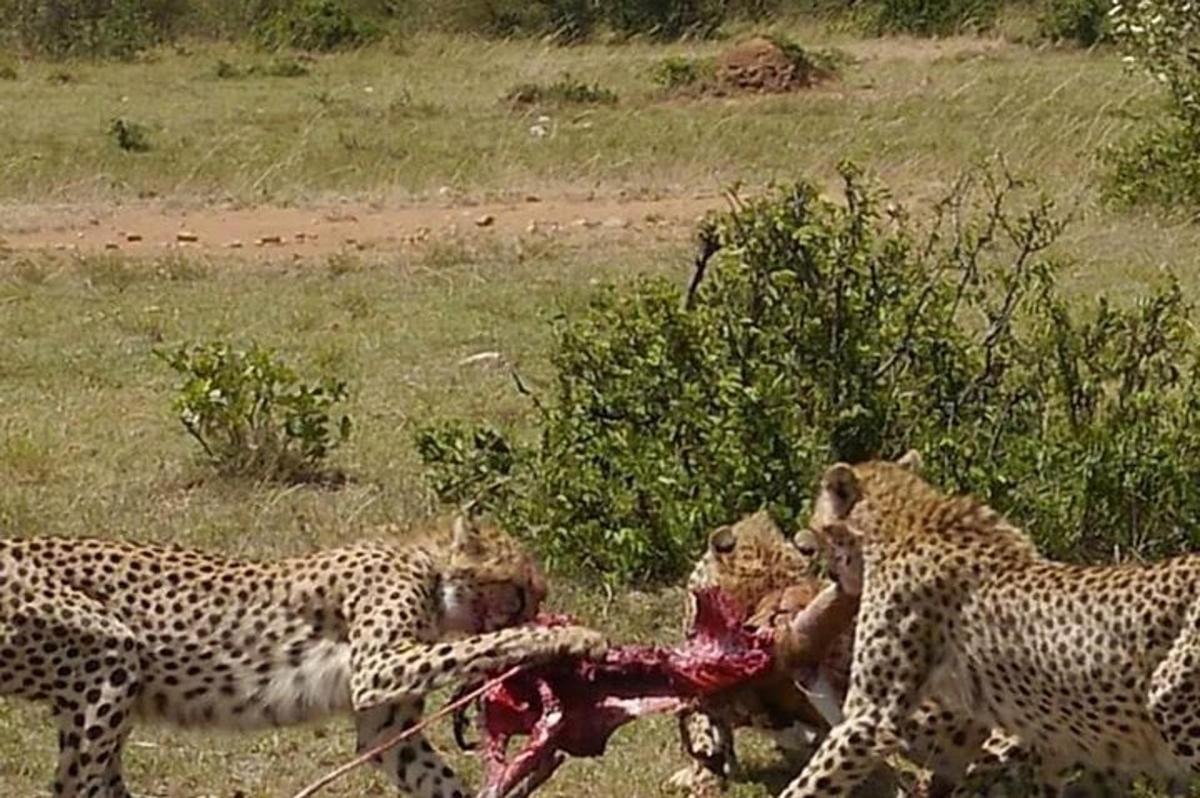 a group of cheetahs playing with a dead animal