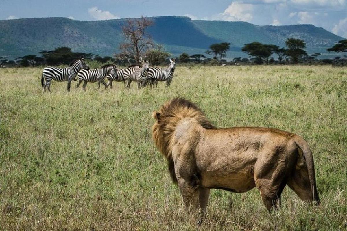 un grupo de cebras y un león en un campo