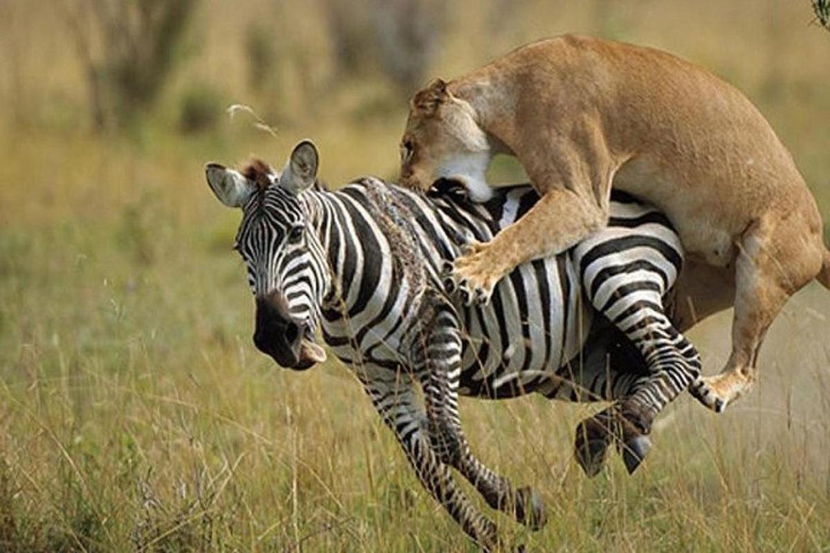 a hyena riding on the back of a zebra