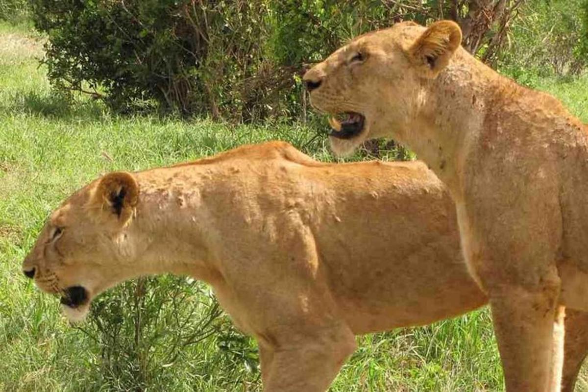 Dos leones parados uno al lado del otro en un campo