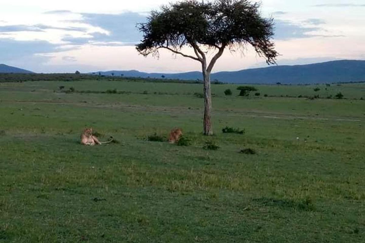Dos leones tumbados en la hierba junto a un árbol.