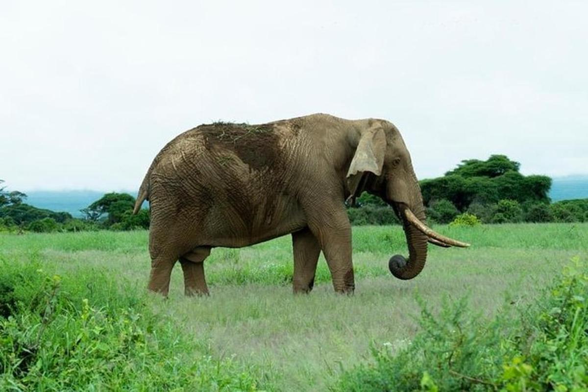 ช้างยืนอยู่ในทุ่งหญ้า