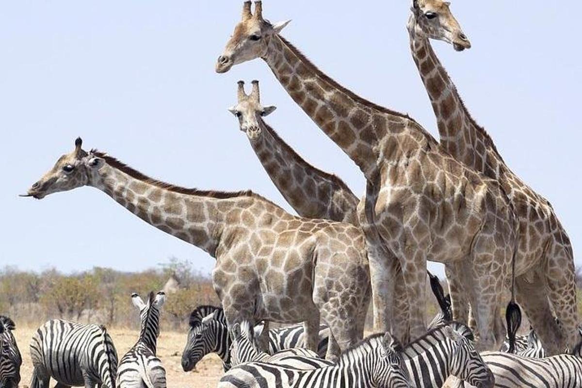eine Gruppe von Giraffen und Zebras auf einem Feld
