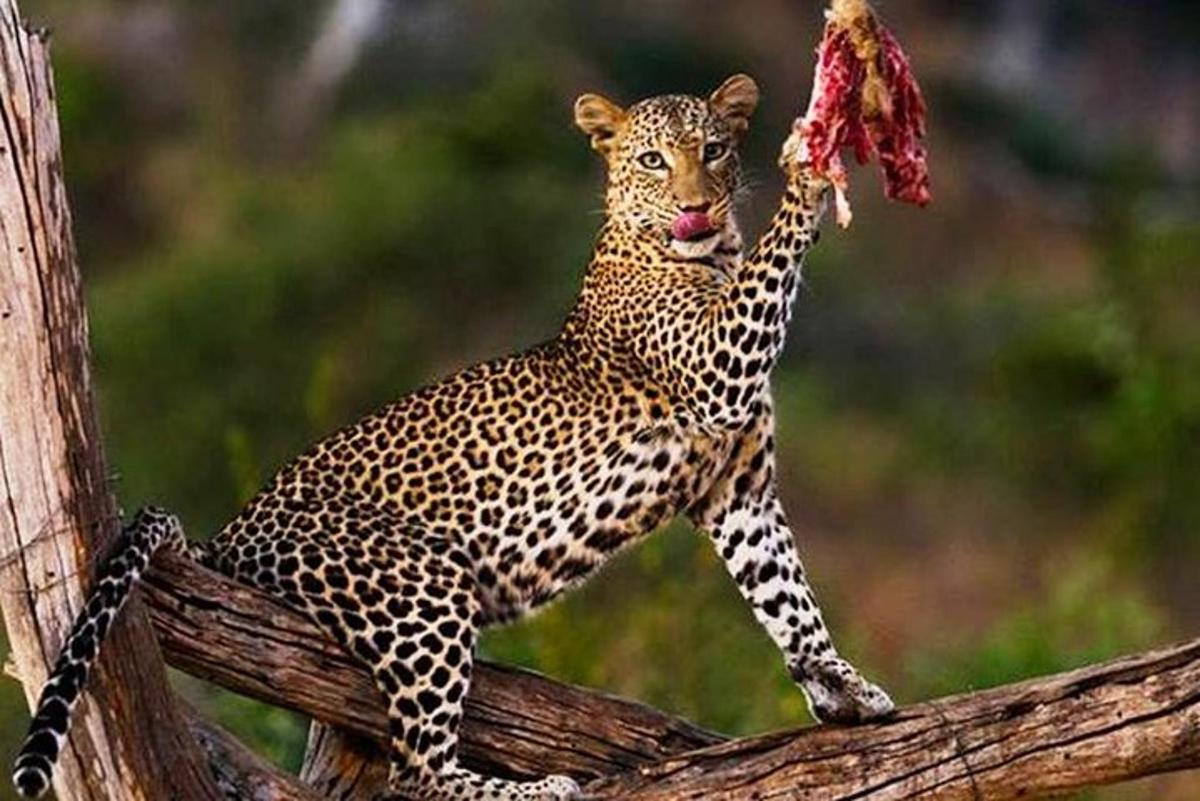 ein Leopard, der auf einem Ast steht und ein Stück Nahrung frisst