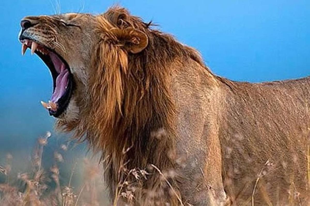 a lion with its mouth open in a field