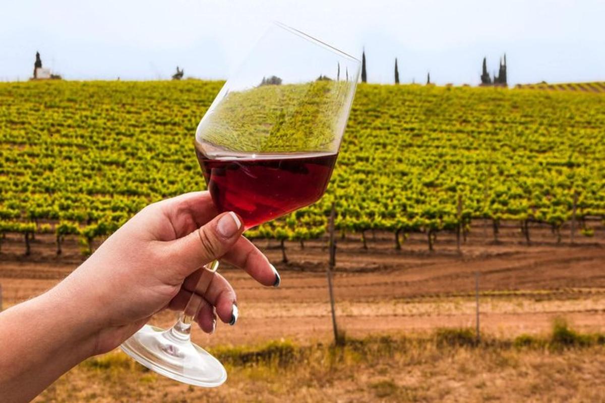 osoba držící sklenici vína před vinicí