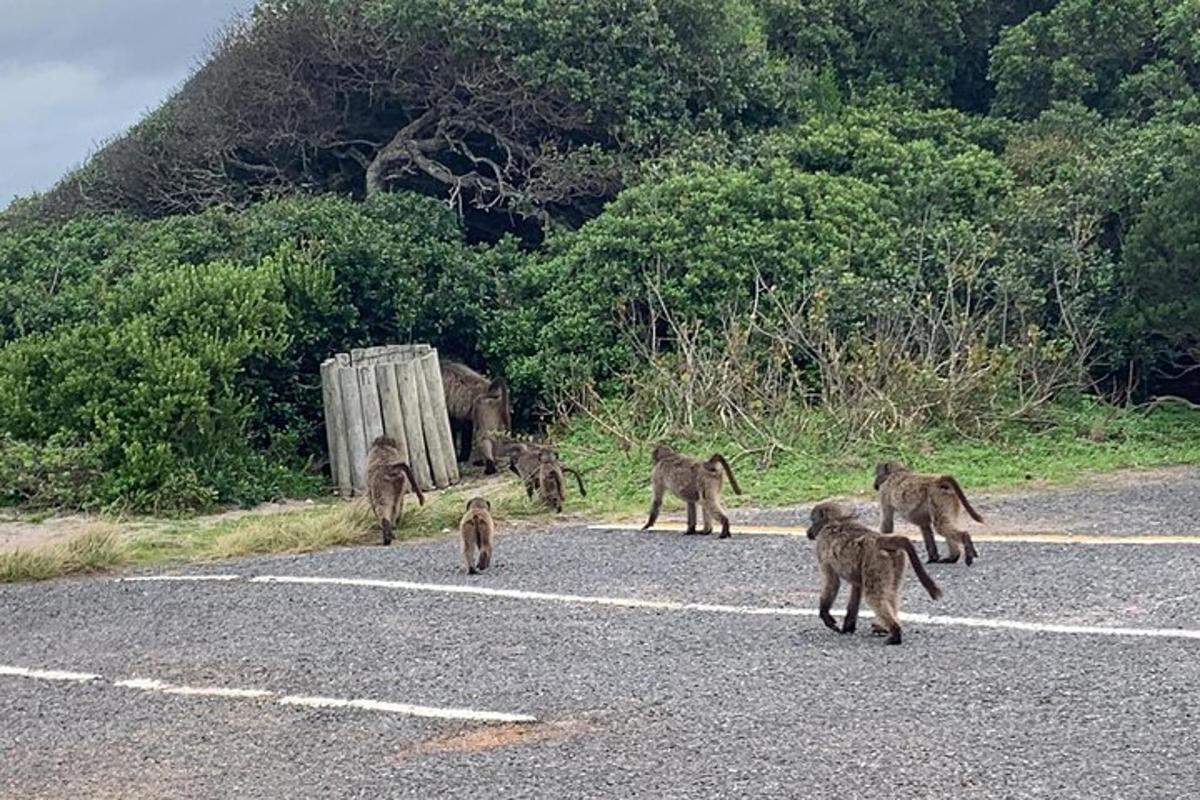 a group of monkeys walking across a road