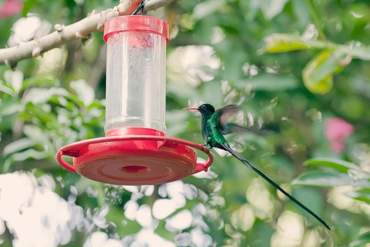kolibri, ki sedi na rdeči krmilnici za ptice