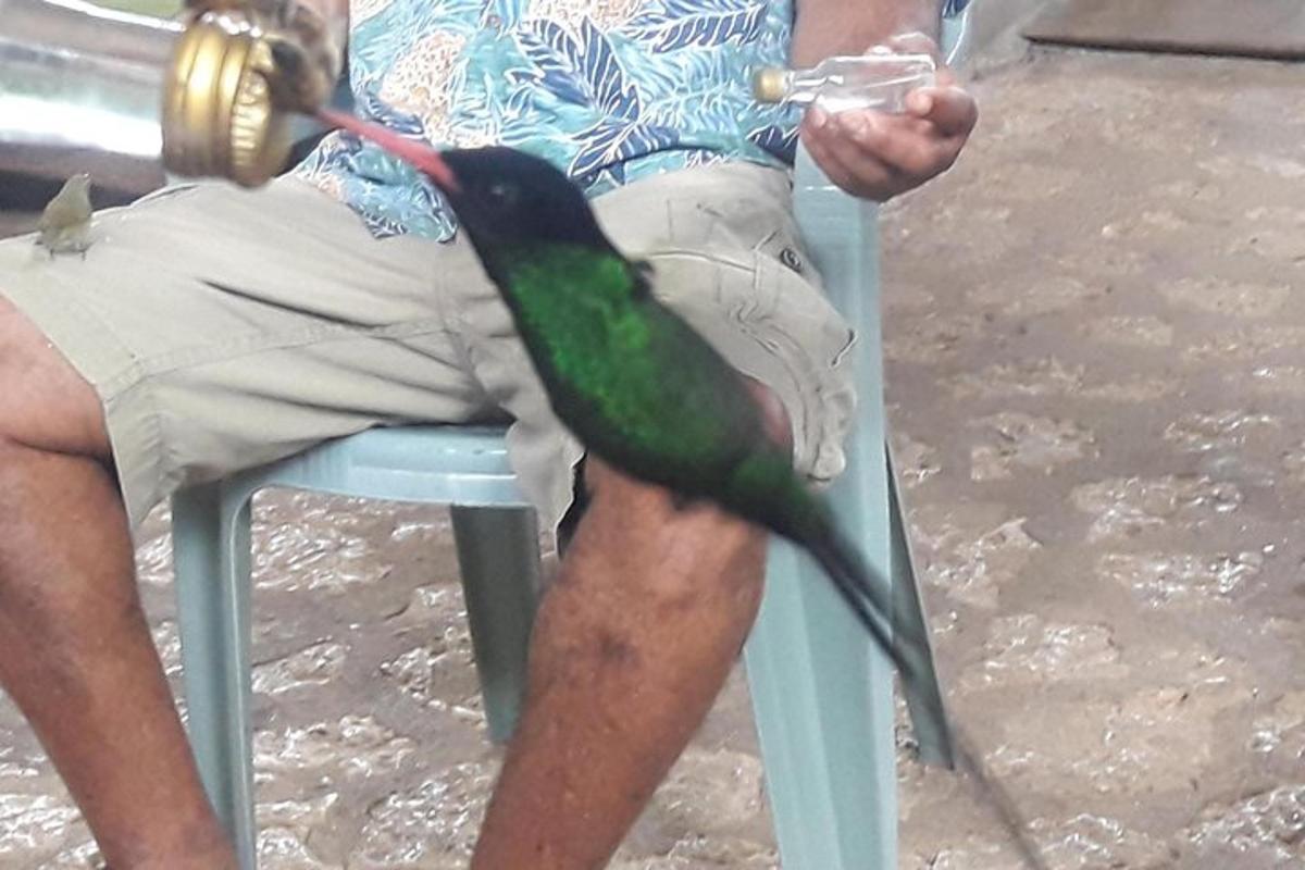 zelena in črna ptica, ki sedi v moškem naročju