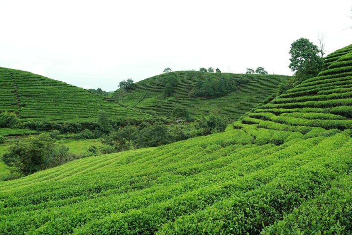 a green tea plantation on the hillside
