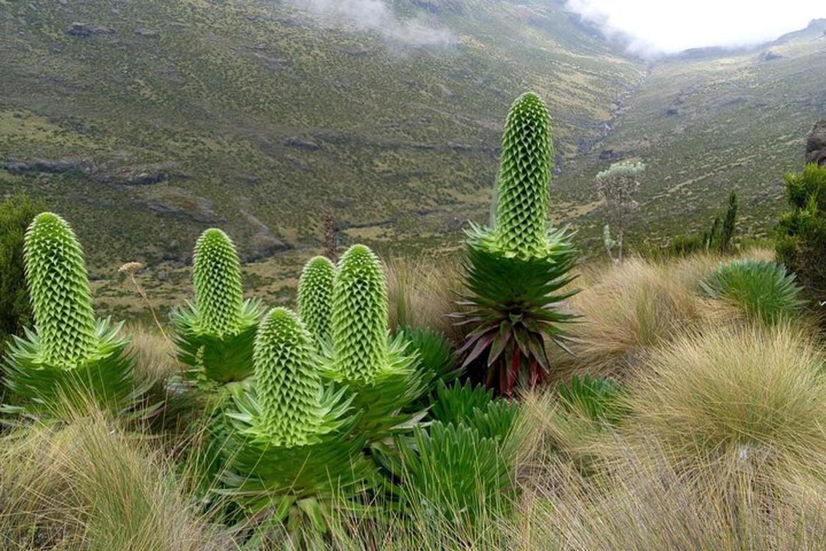 um grupo de cactos em um campo com uma montanha