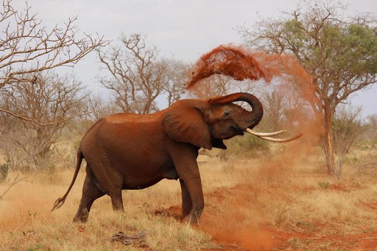un elefante sta giocando in un campo con la polvere