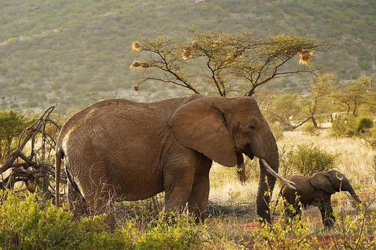 Un elefante bebé de pie junto a un elefante adulto