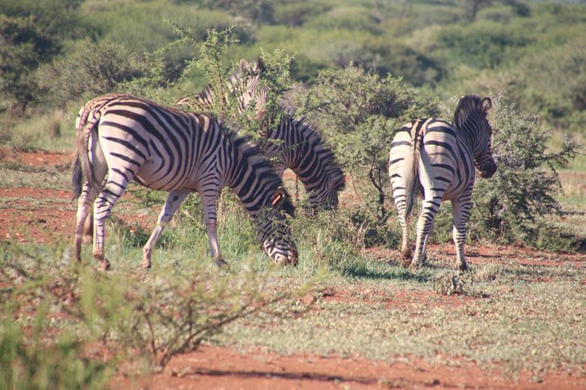 un gruppo di zebre al pascolo in un campo
