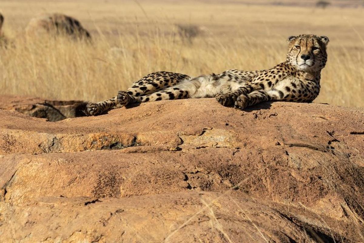 two cheetahs laying on top of a rock