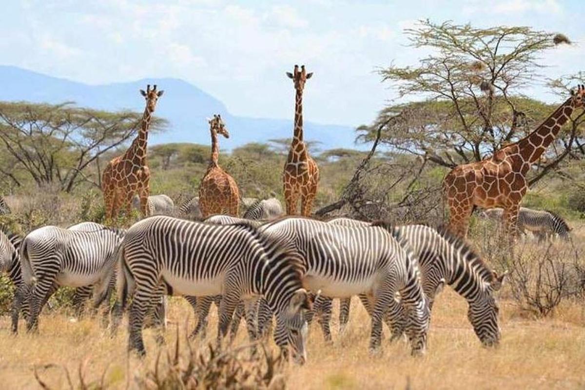 una manada de cebras y jirafas pastando en un campo