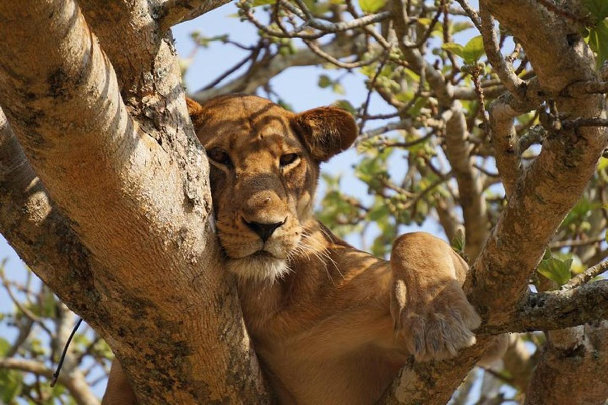 a lion cub is sitting in a tree
