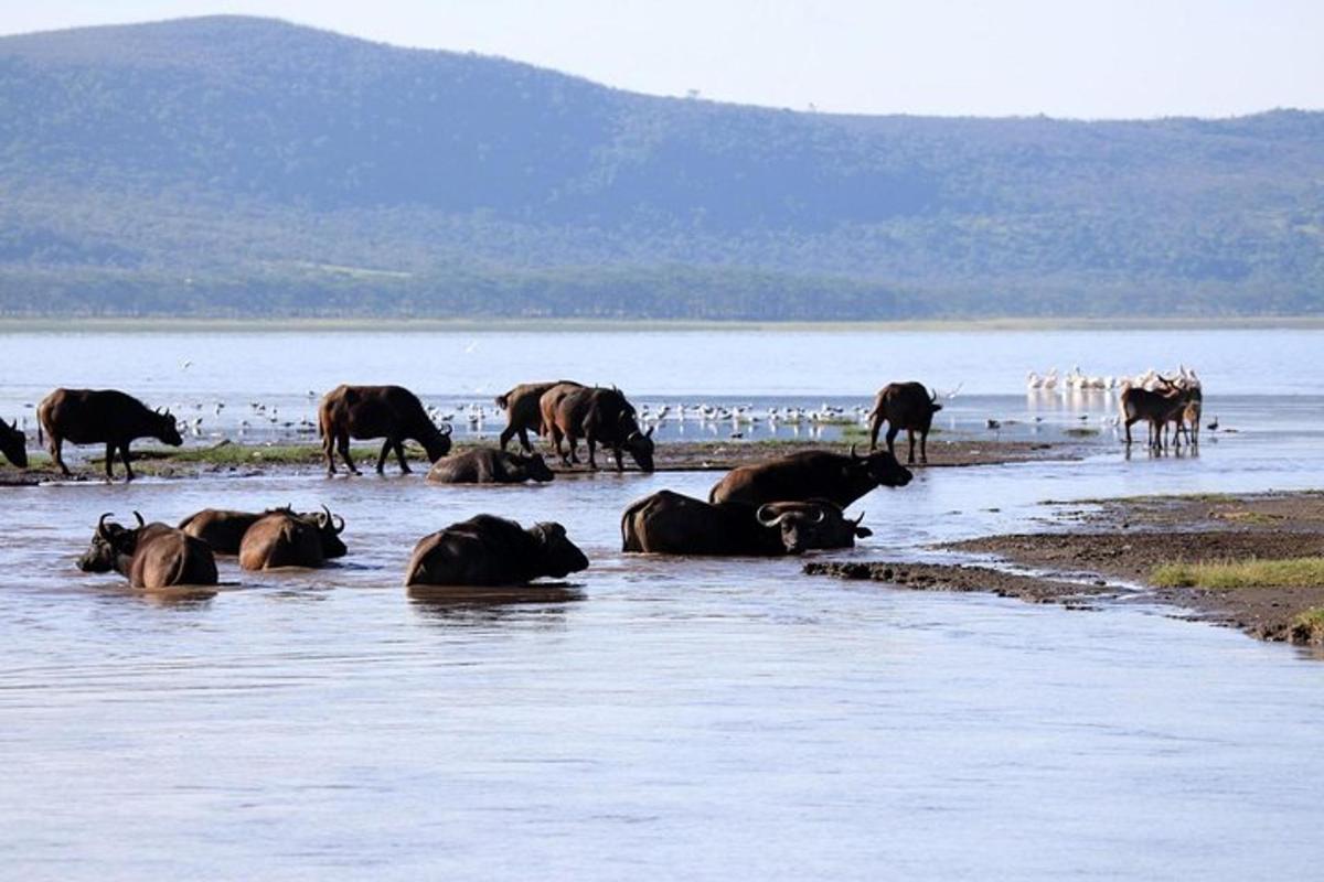 un ramat de vaques estirades a l'aigua