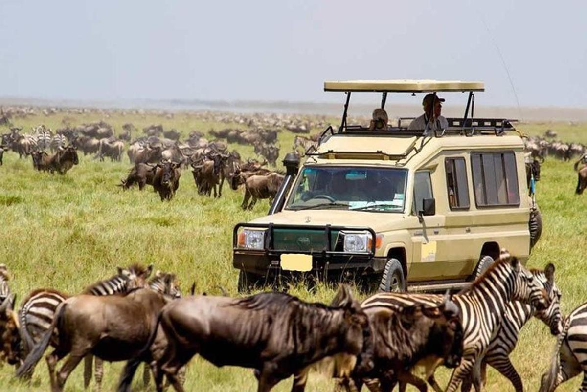 Un vehículo de safari con personas encima de una manada de animales.