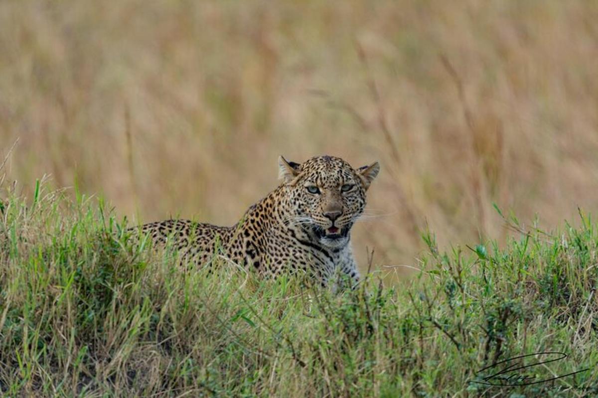 a leopard is standing in the tall grass