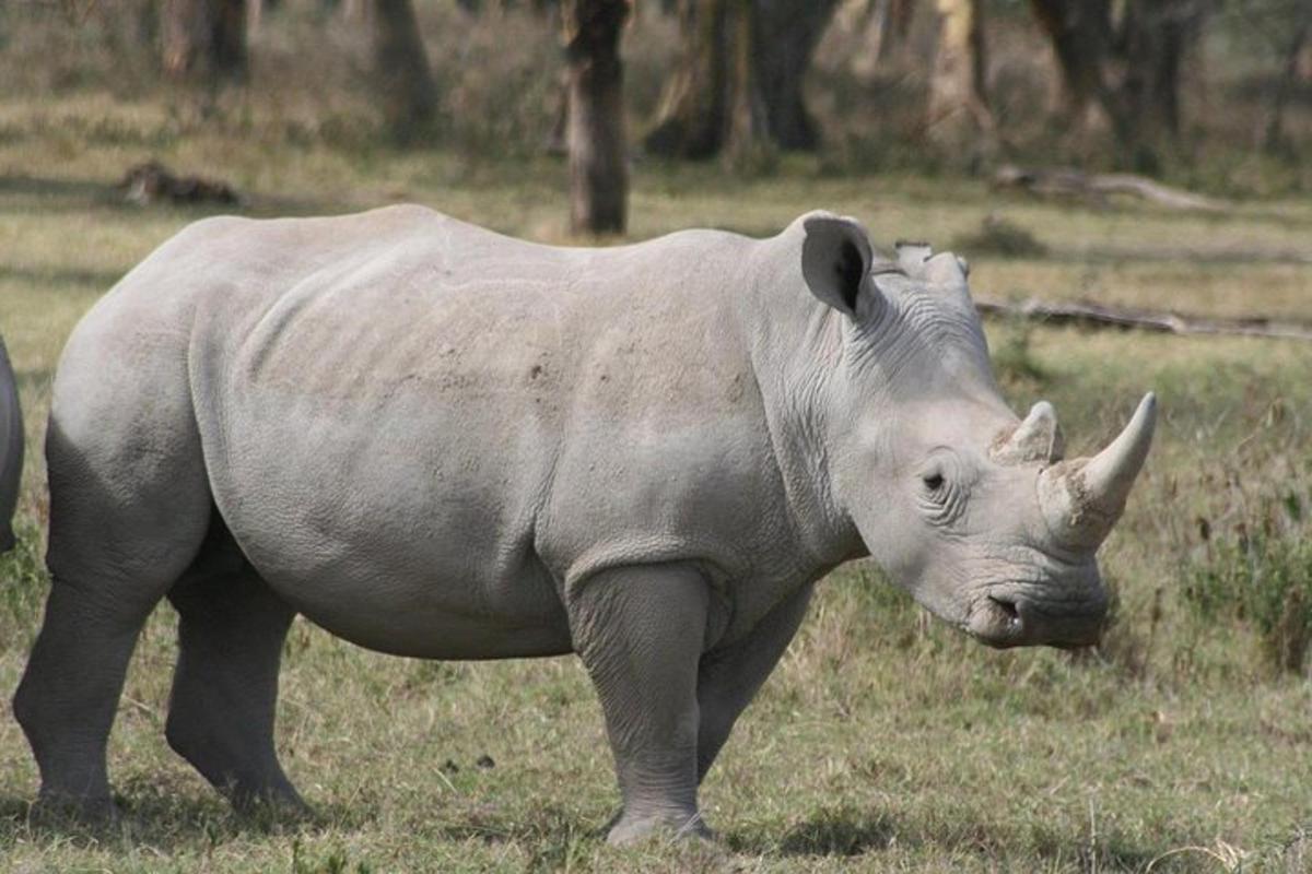 Un rinoceronte parado en un campo de hierba