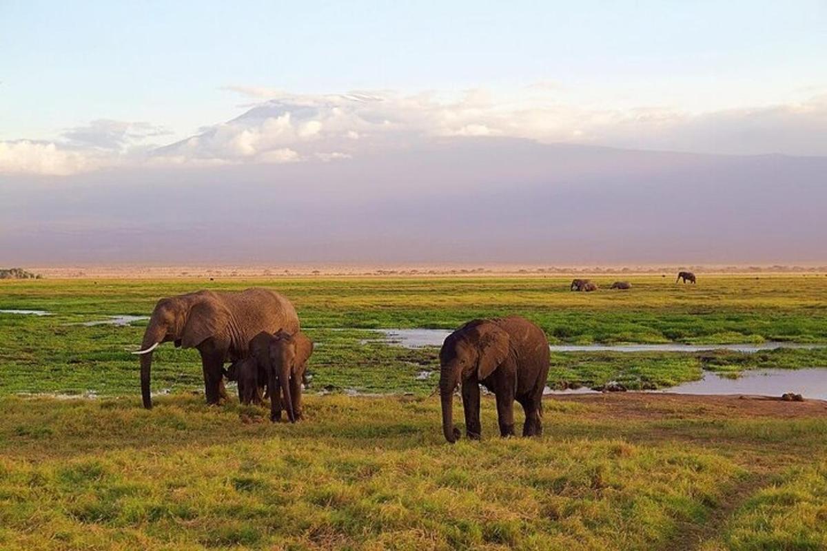 two adult elephants and a baby elephant standing in a field