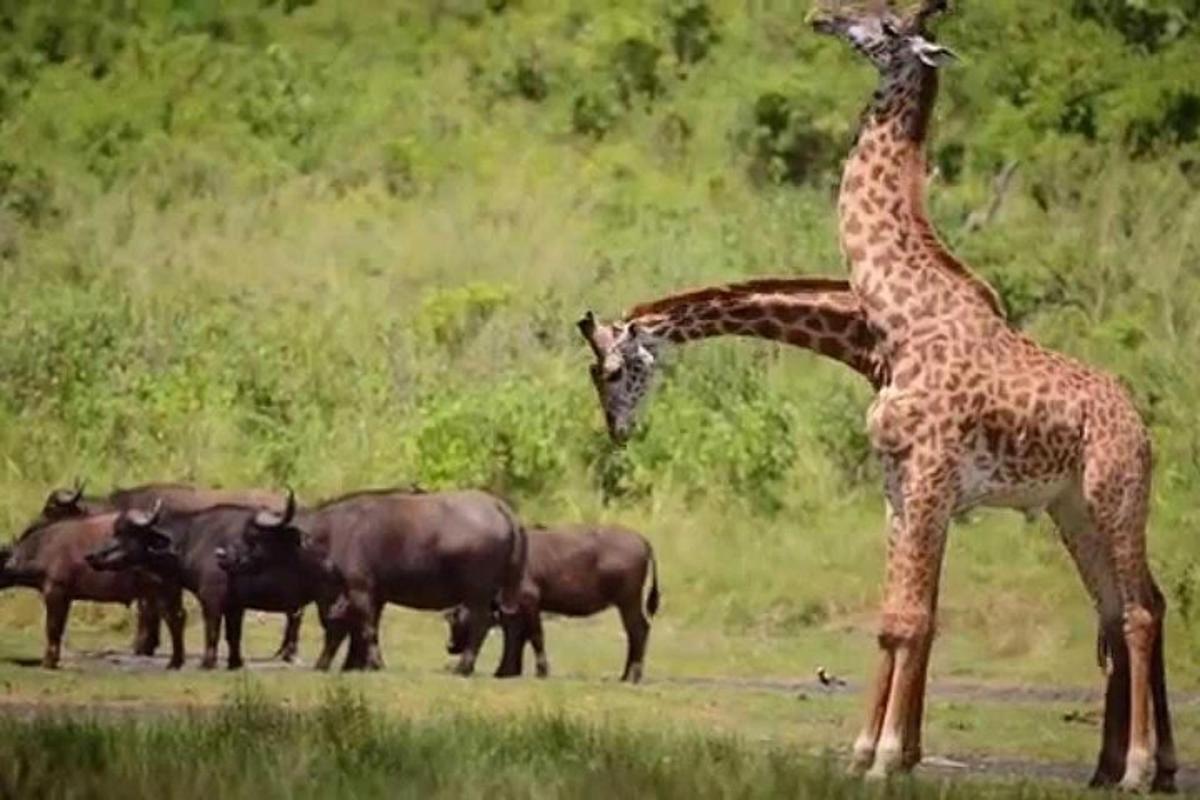 un grup de girafes i altres animals en un camp
