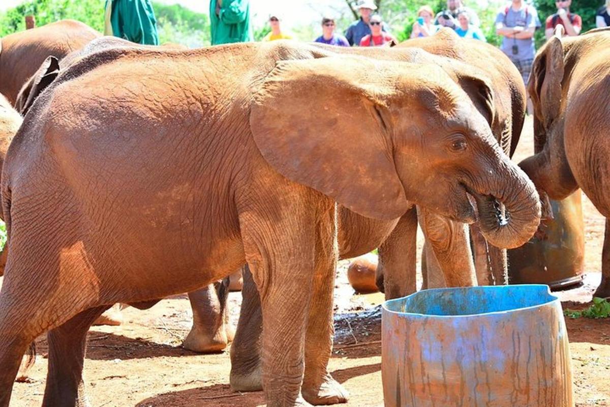 sekelompok gajah minum air dari ember biru