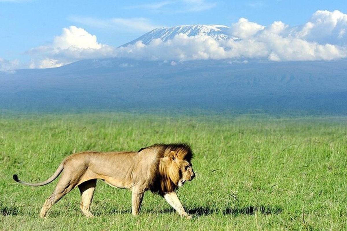 Un león caminando en un campo con una montaña al fondo.